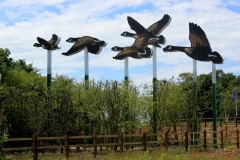 Finberry Approach (geese) whole northside