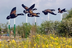 Finberry Approach (geese) whole