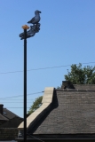 03_Horbury_Seagull_roof