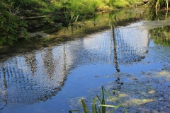 Springline III water